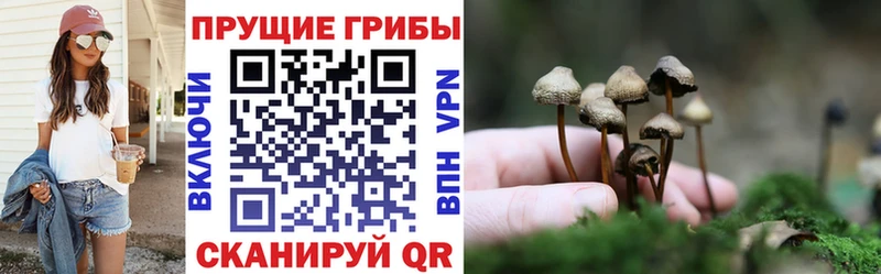 Галлюциногенные грибы Magic Shrooms  blacksprut вход  Каспийск  где купить  